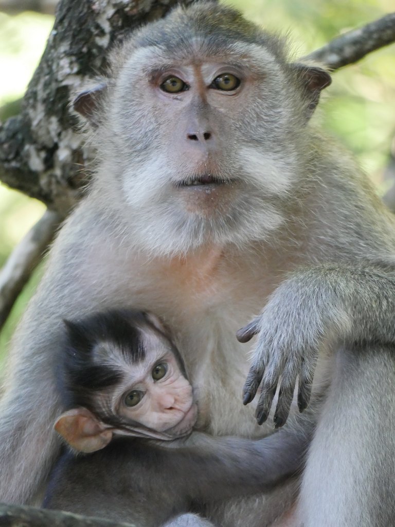 The Fogorellis Go Feral