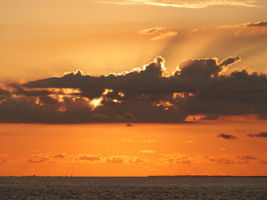 The Fogorellis Go Feral