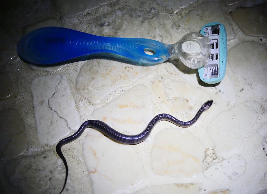 The Fogorellis Go Feral