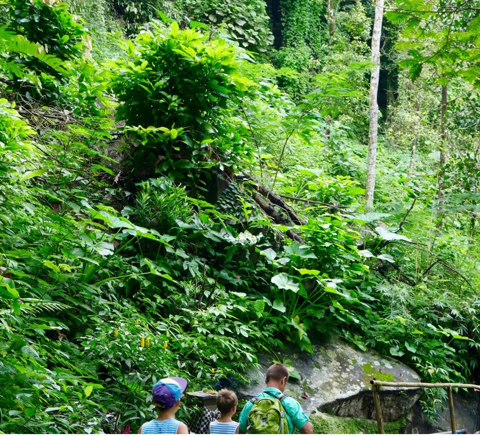 The Fogorellis Go Feral