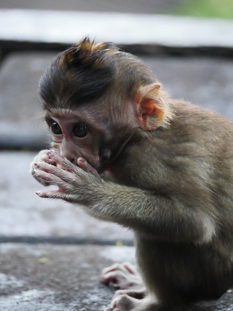 The Fogorellis Go Feral