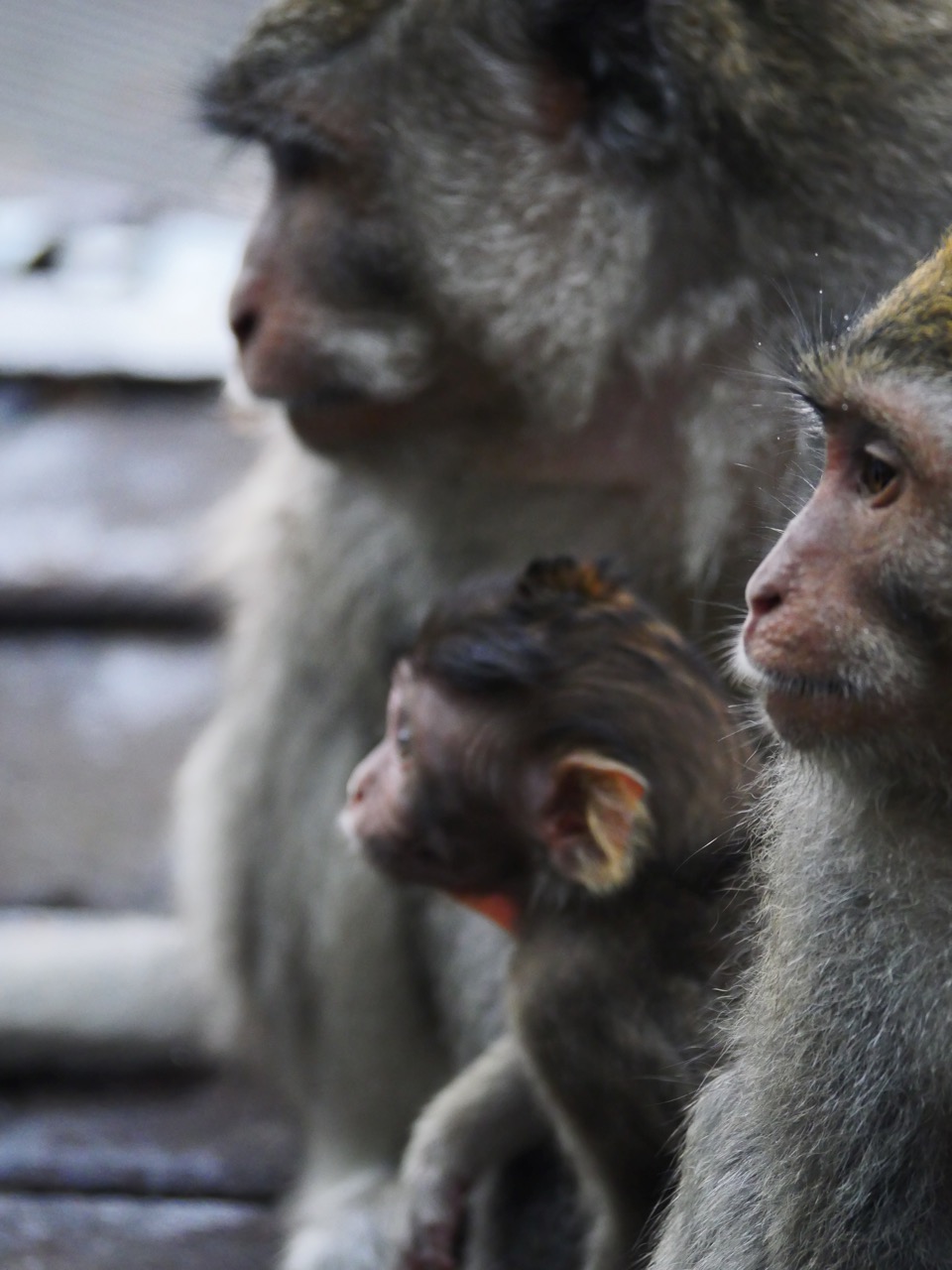 The Fogorellis Go Feral