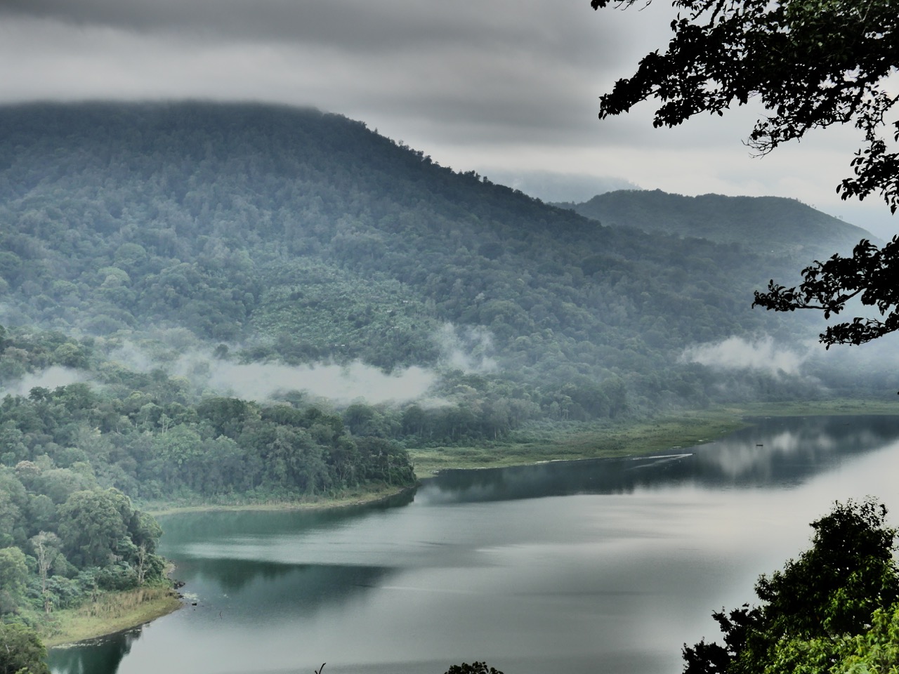 The Fogorellis Go Feral