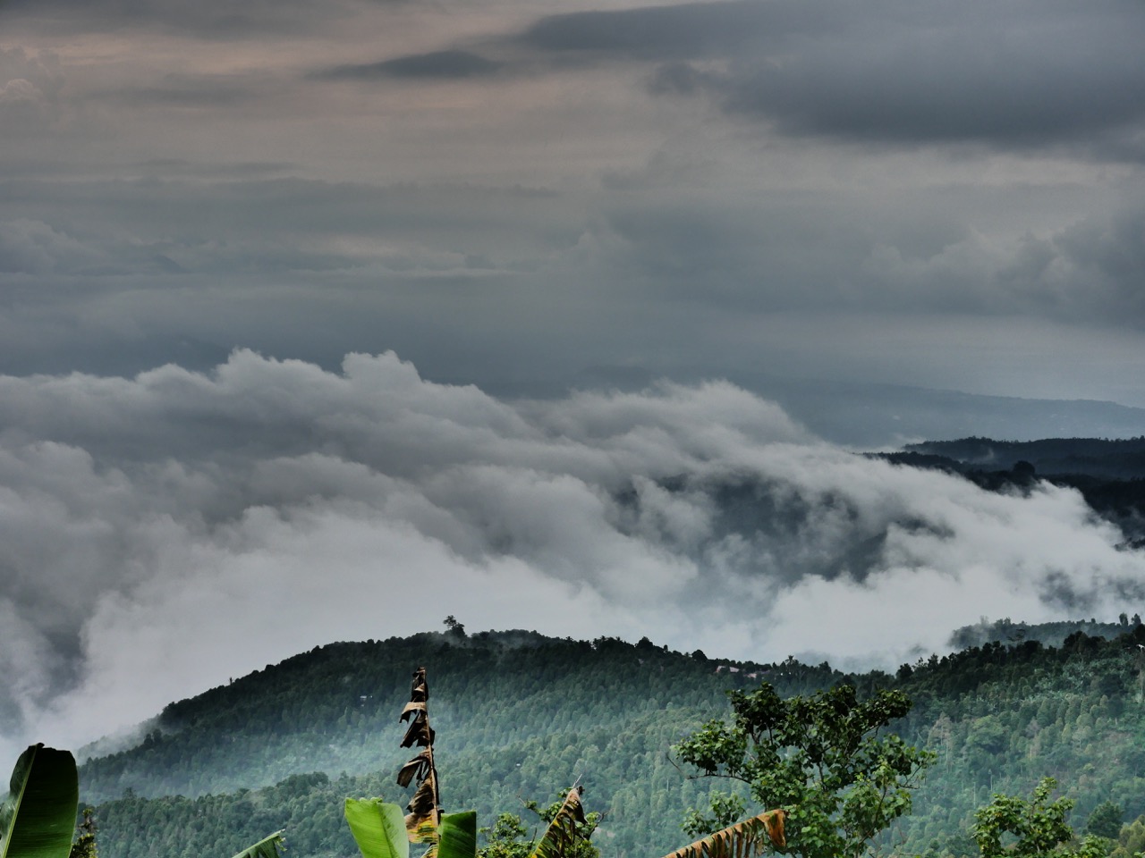 The Fogorellis Go Feral