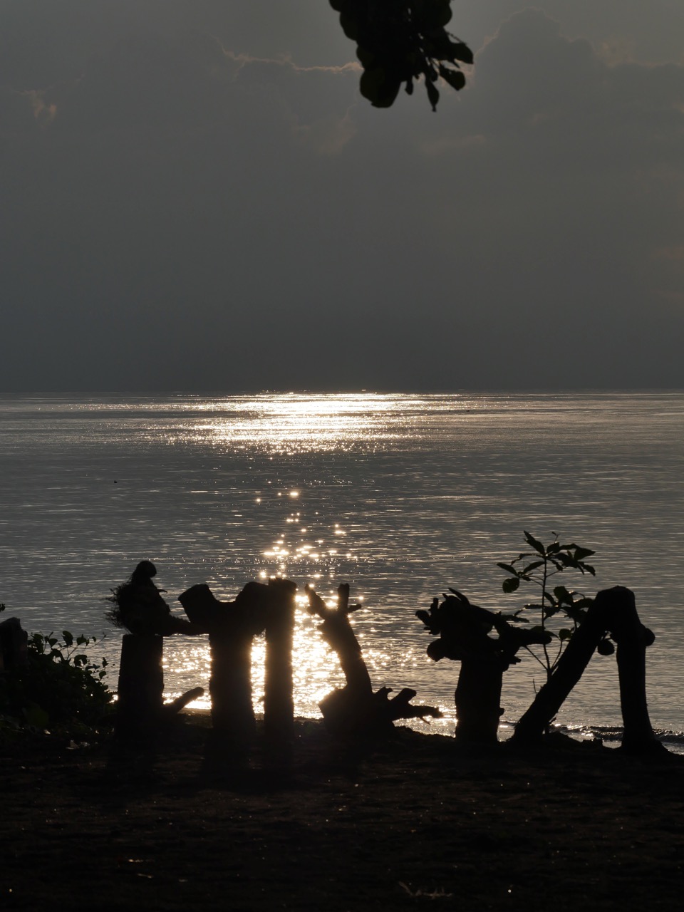 The Fogorellis Go Feral