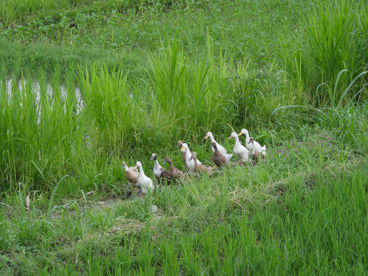 The Fogorellis Go Feral