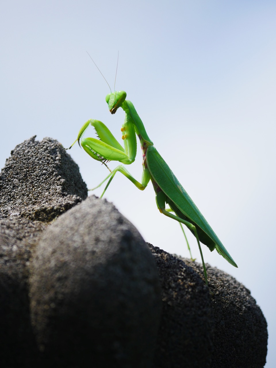 The Fogorellis Go Feral