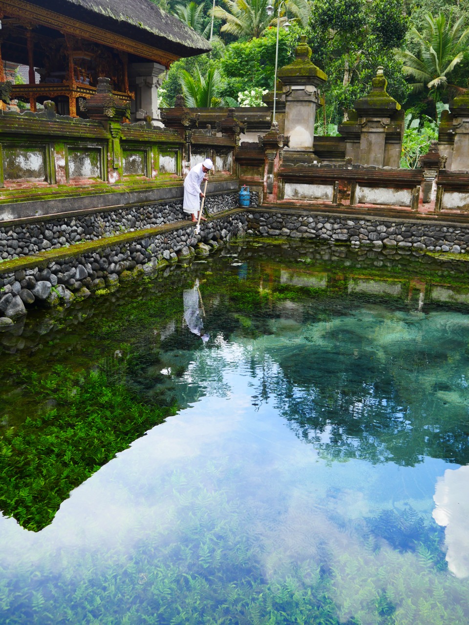 The Fogorellis Go Feral