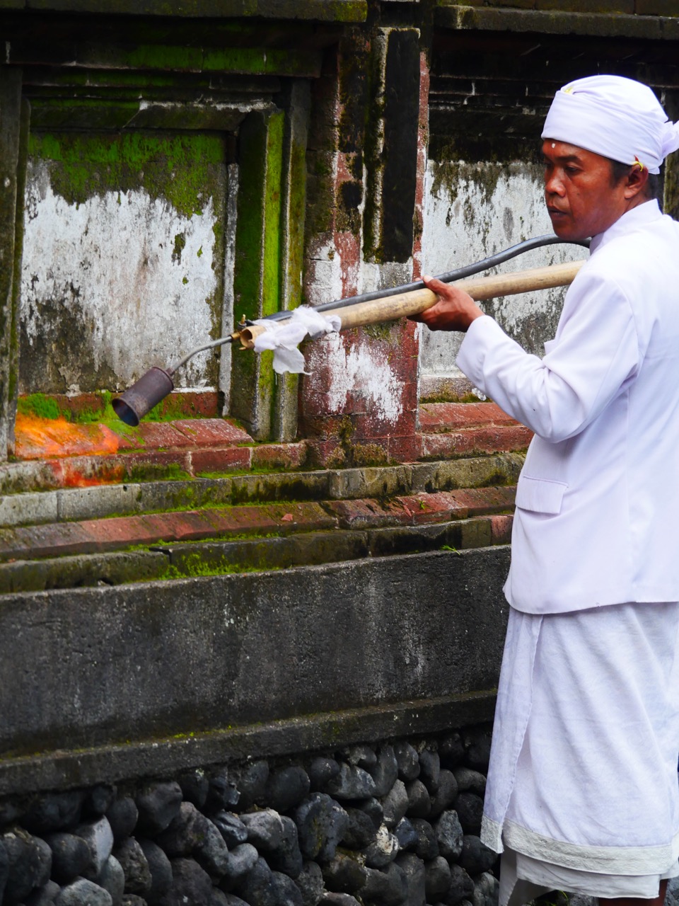 The Fogorellis Go Feral