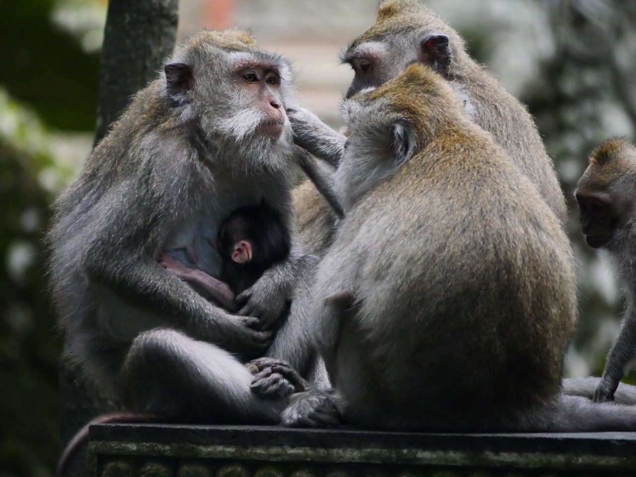 The Fogorellis Go Feral