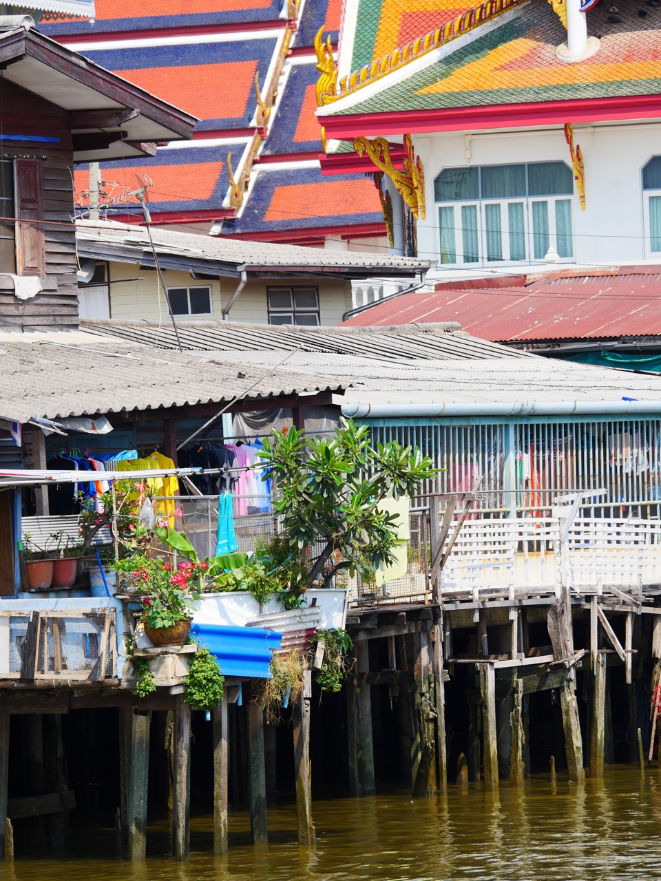 The Fogorellis Go Feral