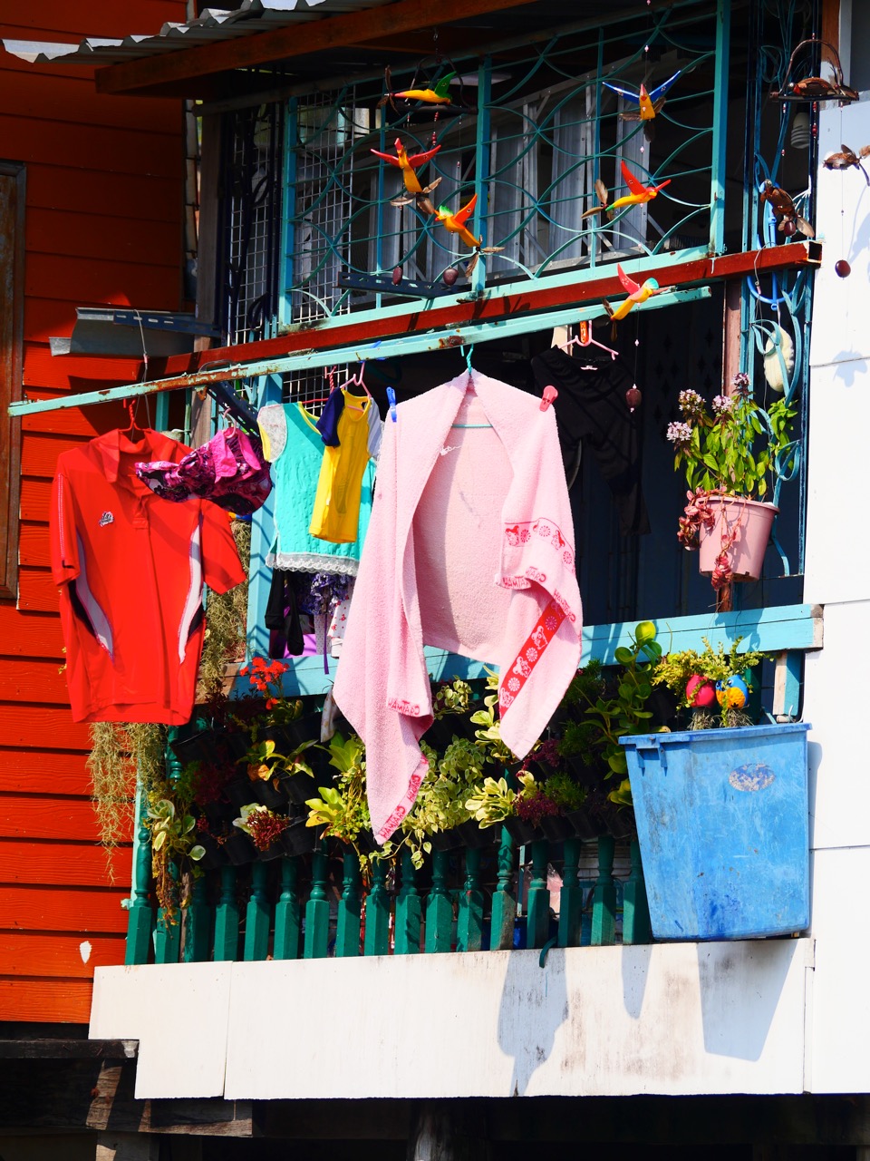 The Fogorellis Go Feral