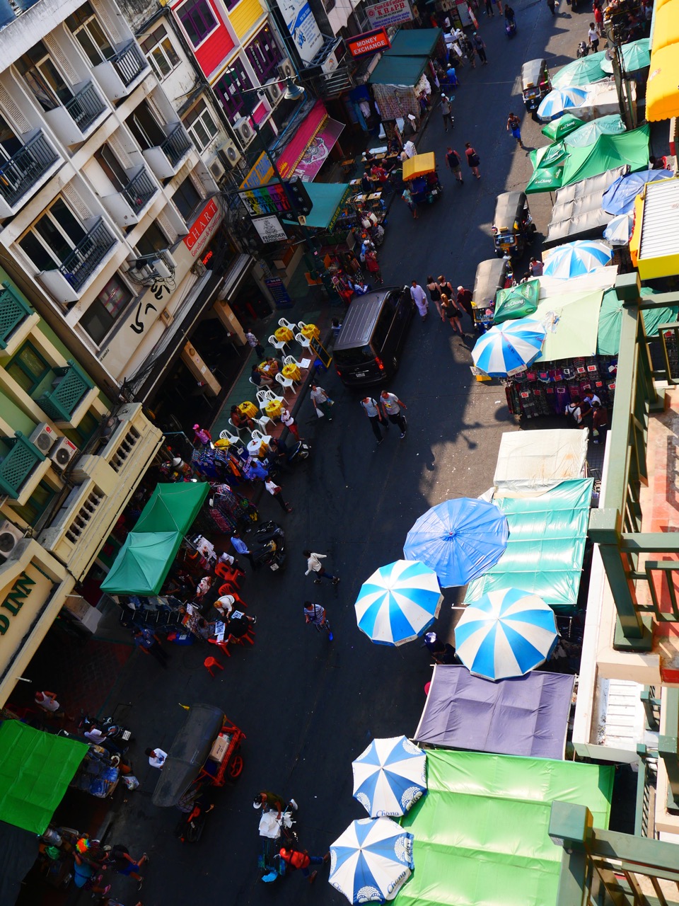 The Fogorellis Go Feral