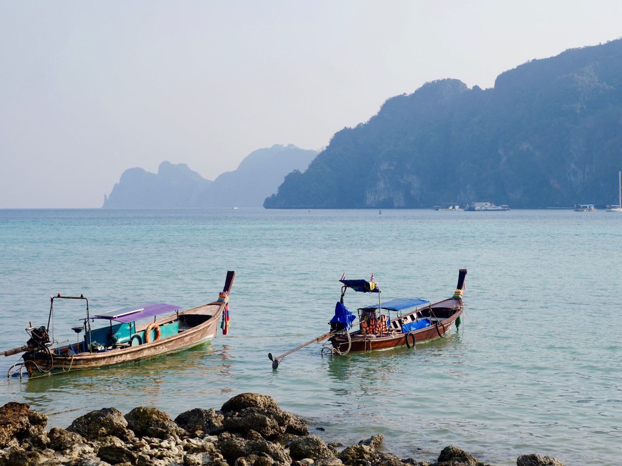 The Fogorellis Go Feral