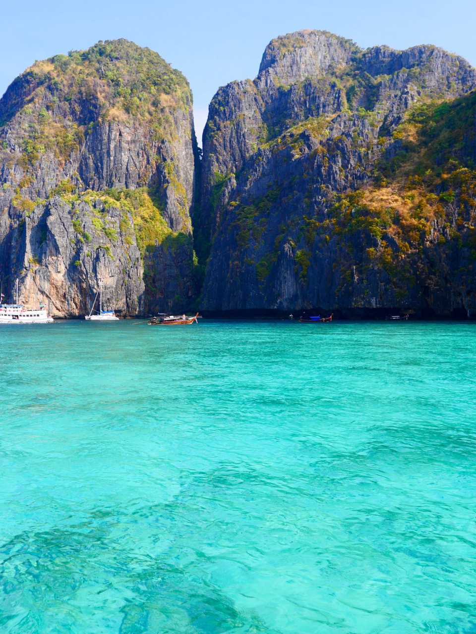 The Fogorellis Go Feral