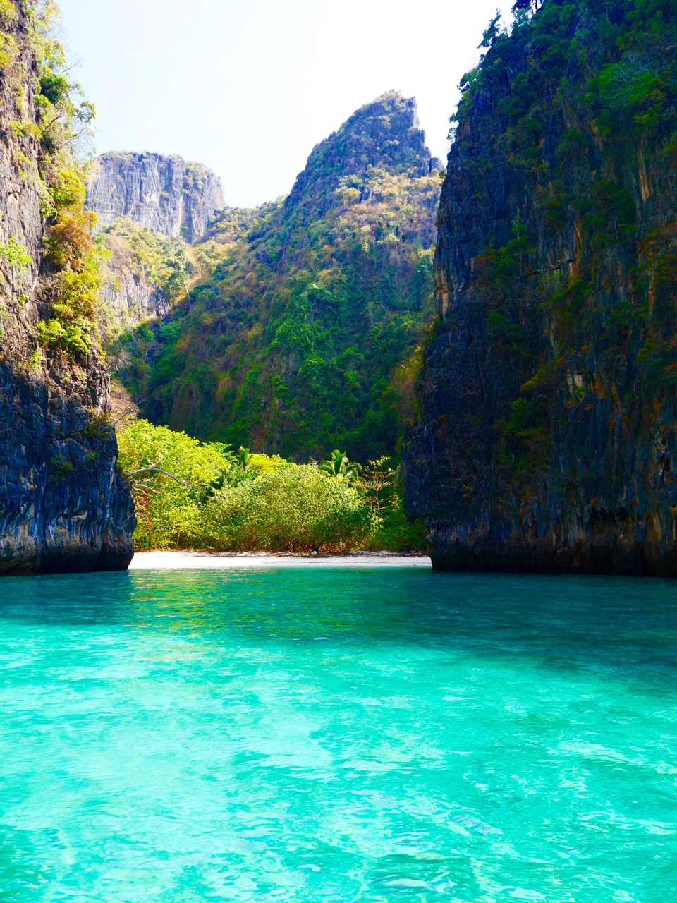 The Fogorellis Go Feral