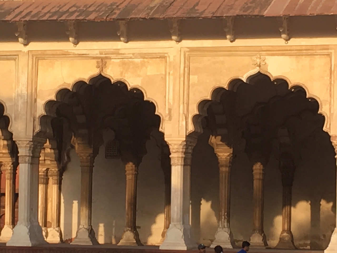 The Fogorellis Go Feral