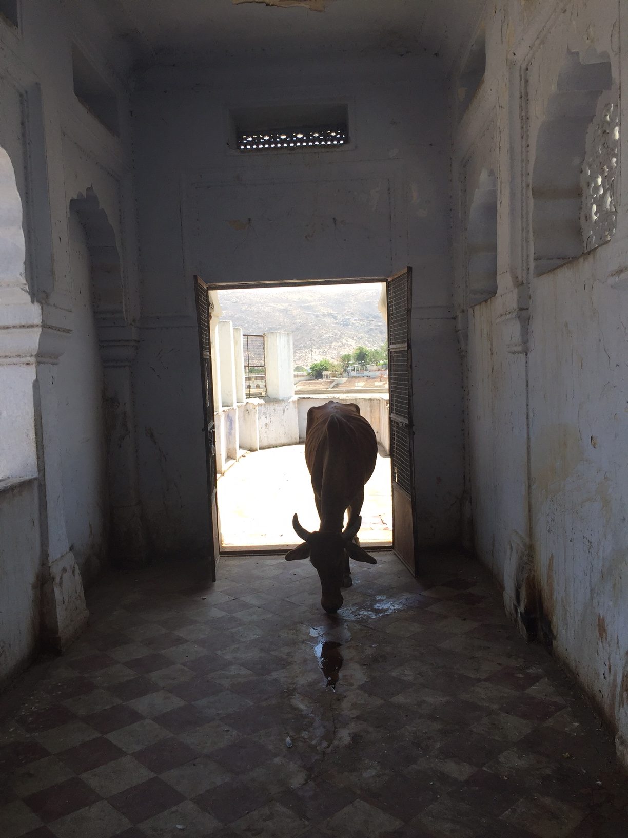 The Fogorellis Go Feral