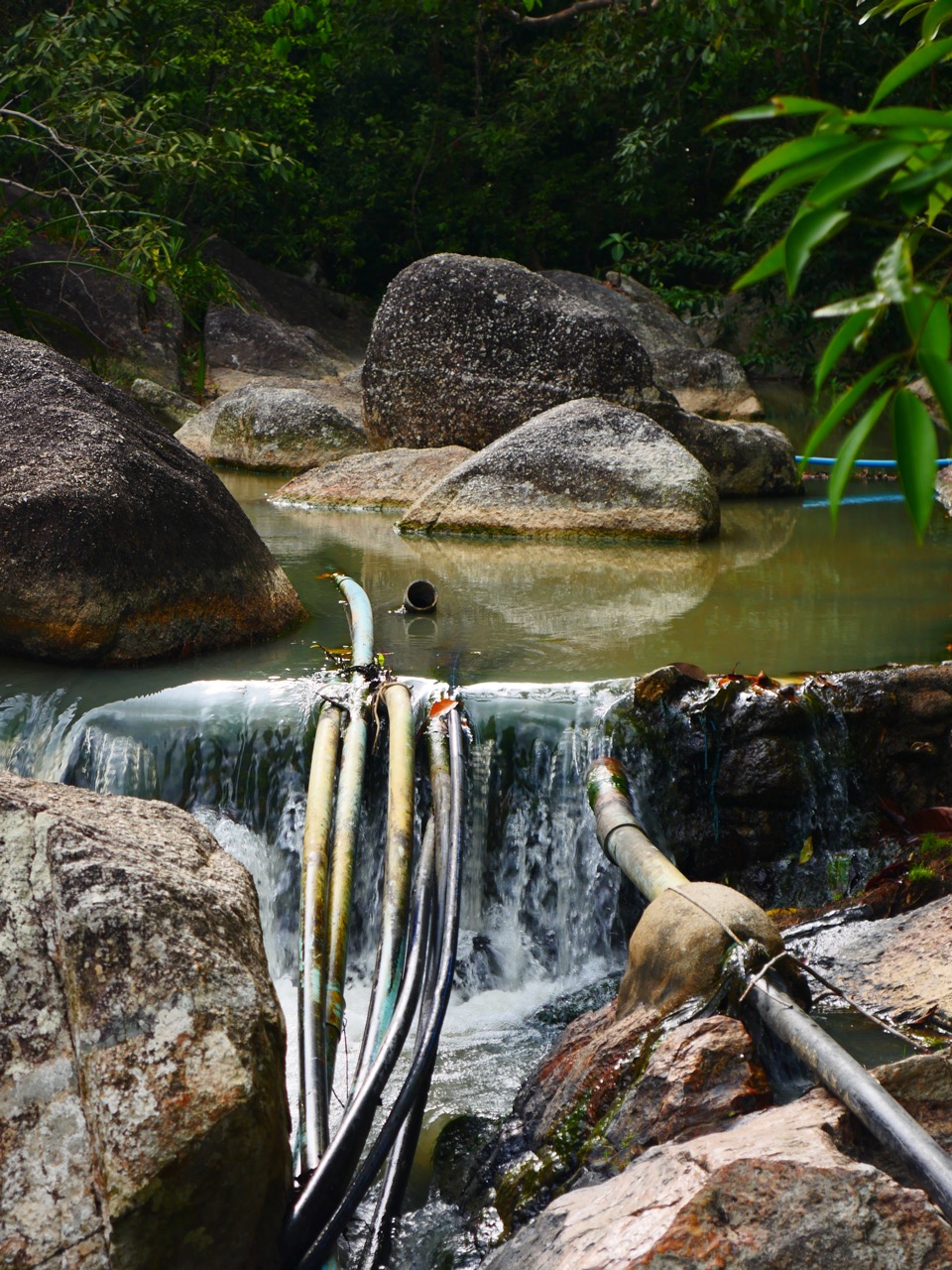 The Fogorellis Go Feral