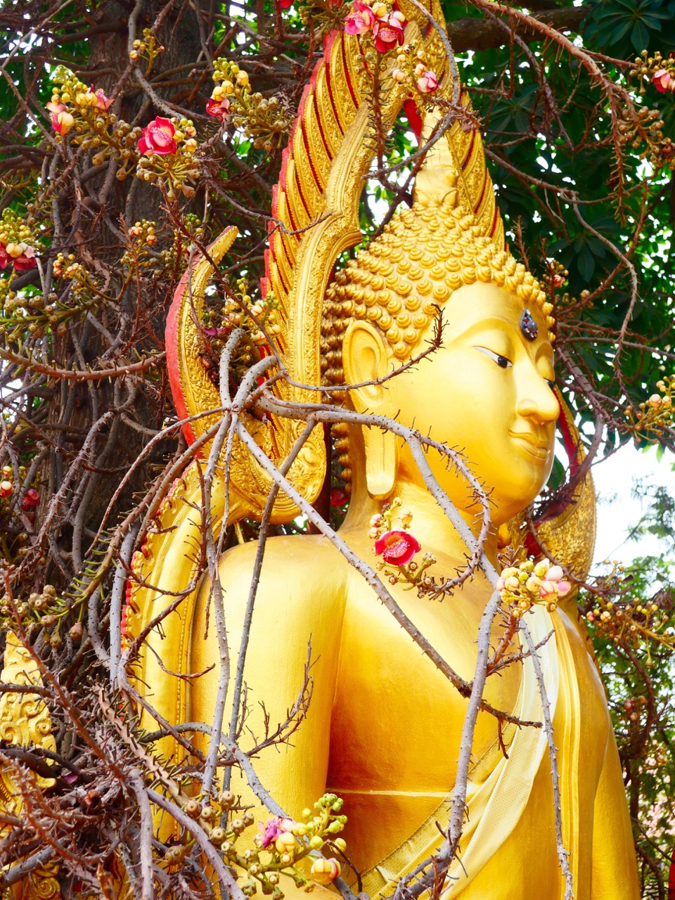 The Fogorellis Go Feral