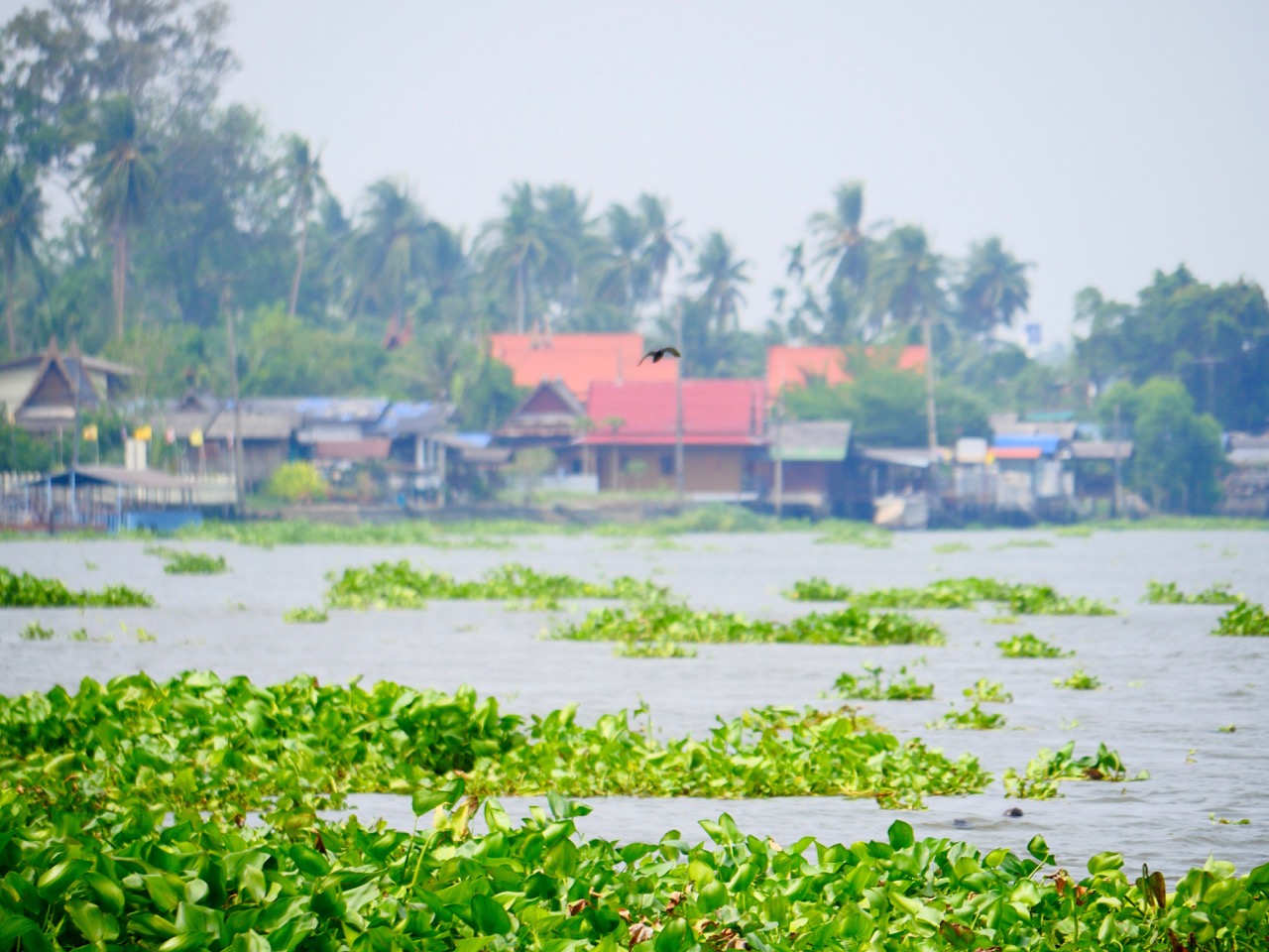 The Fogorellis Go Feral