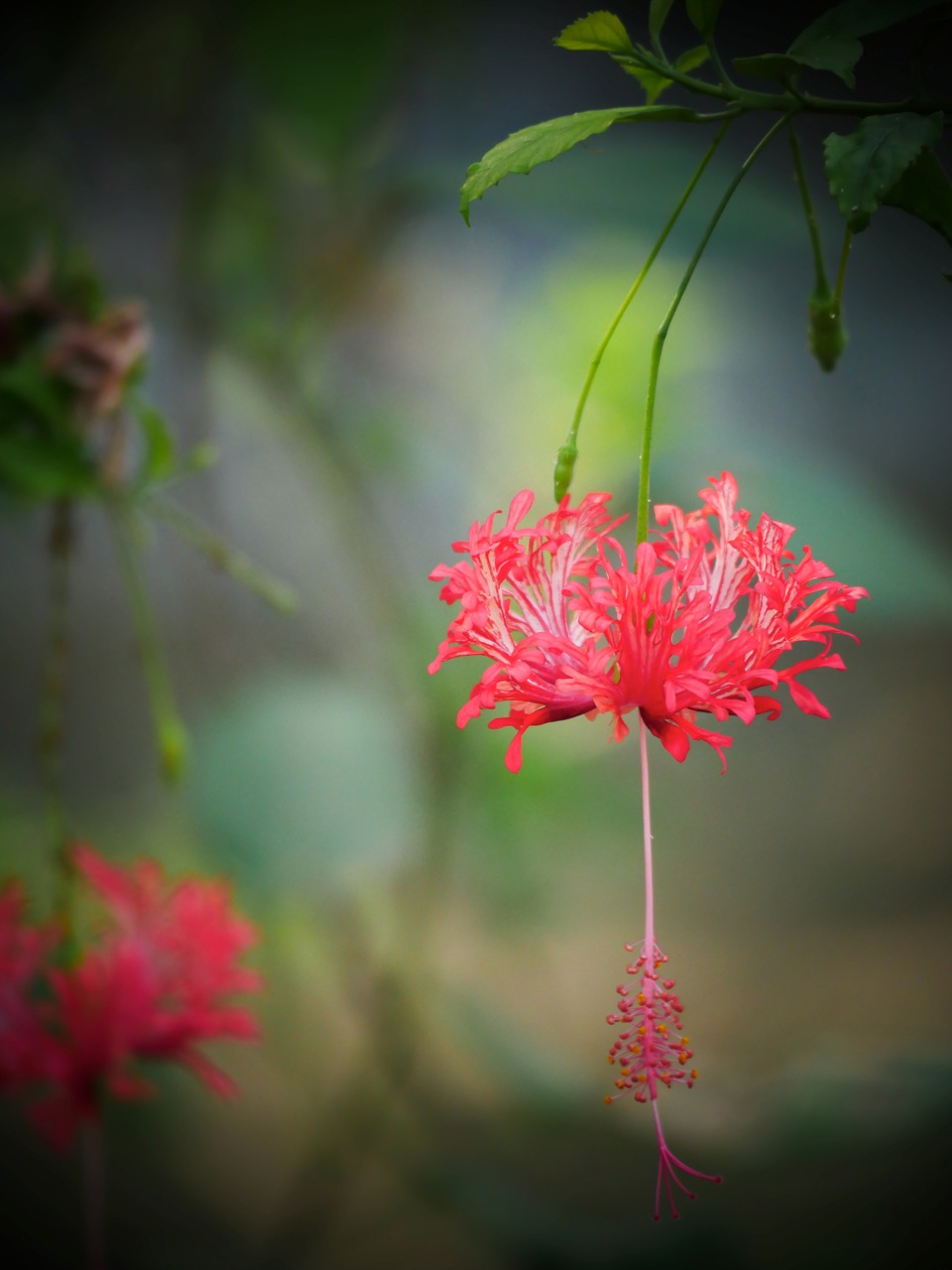 The Fogorellis Go Feral