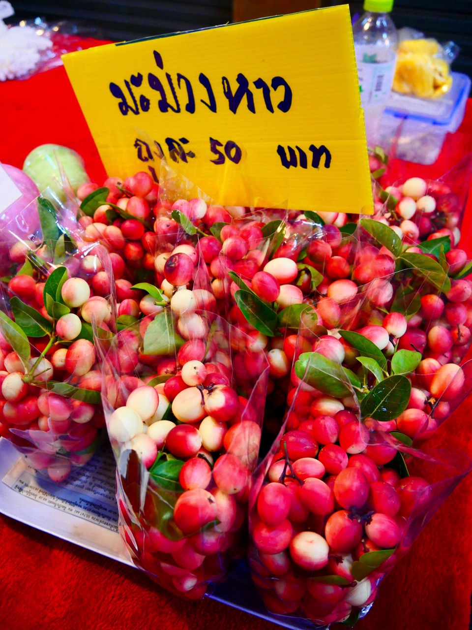 The Fogorellis Go Feral