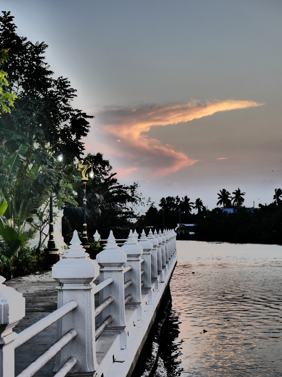 The Fogorellis Go Feral