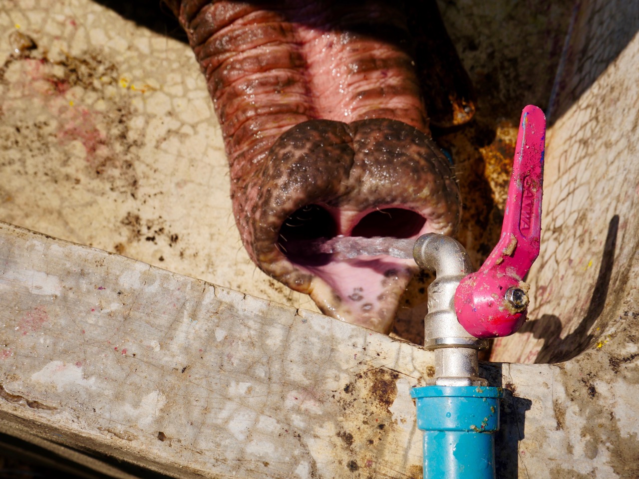 The Fogorellis Go Feral