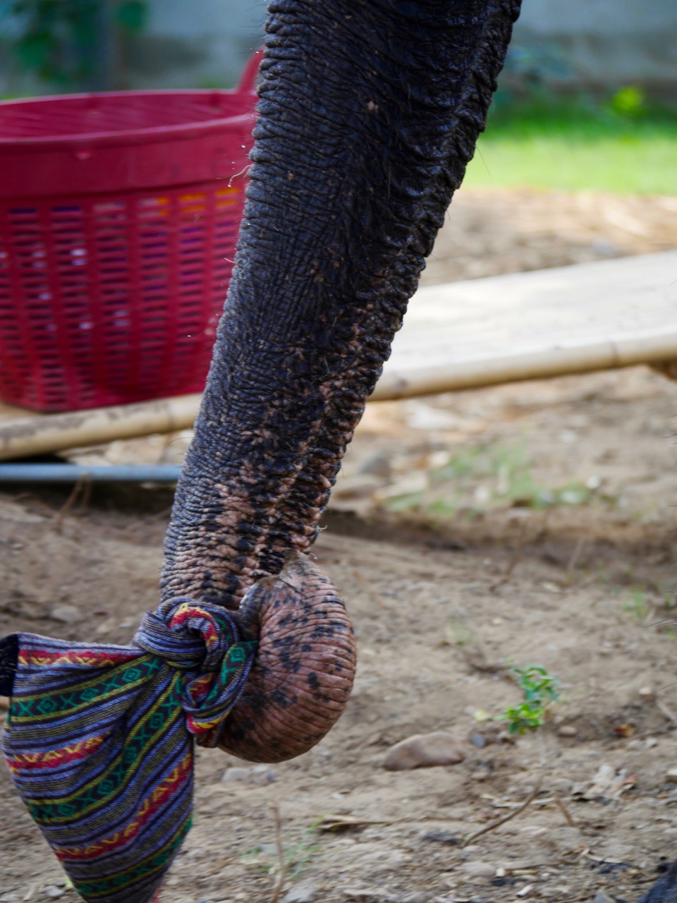 The Fogorellis Go Feral