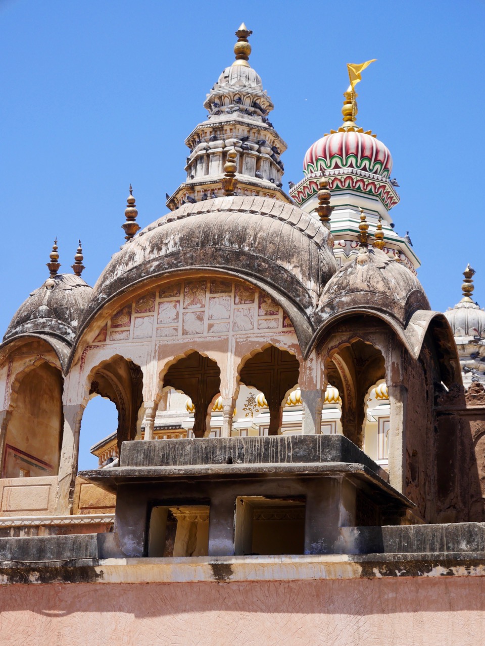 The Fogorellis Go Feral