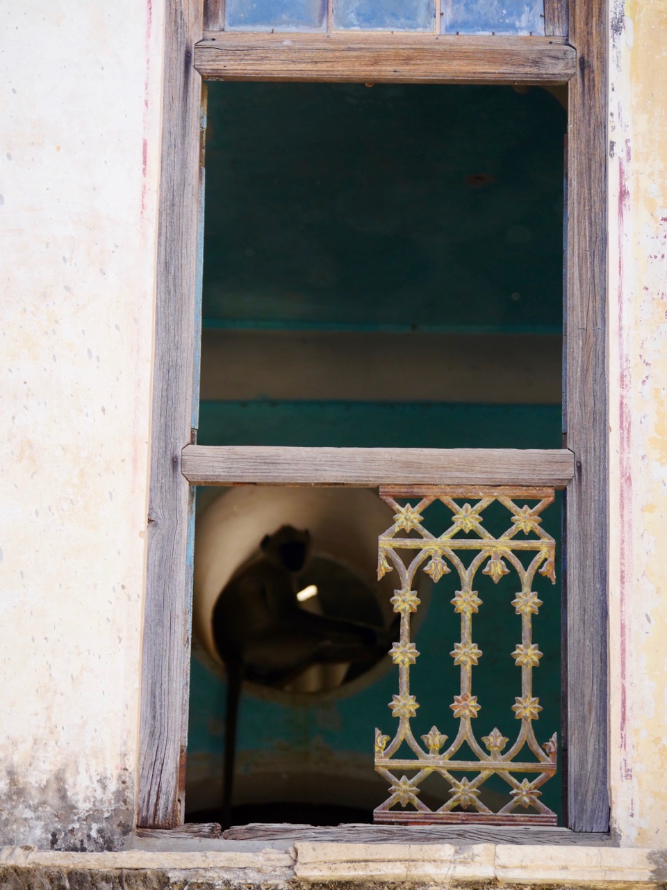 The Fogorellis Go Feral