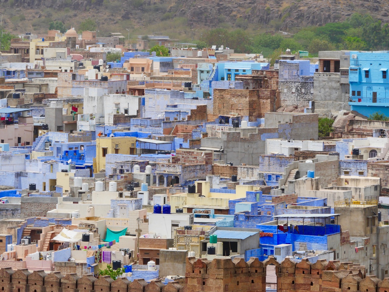 The Fogorellis Go Feral