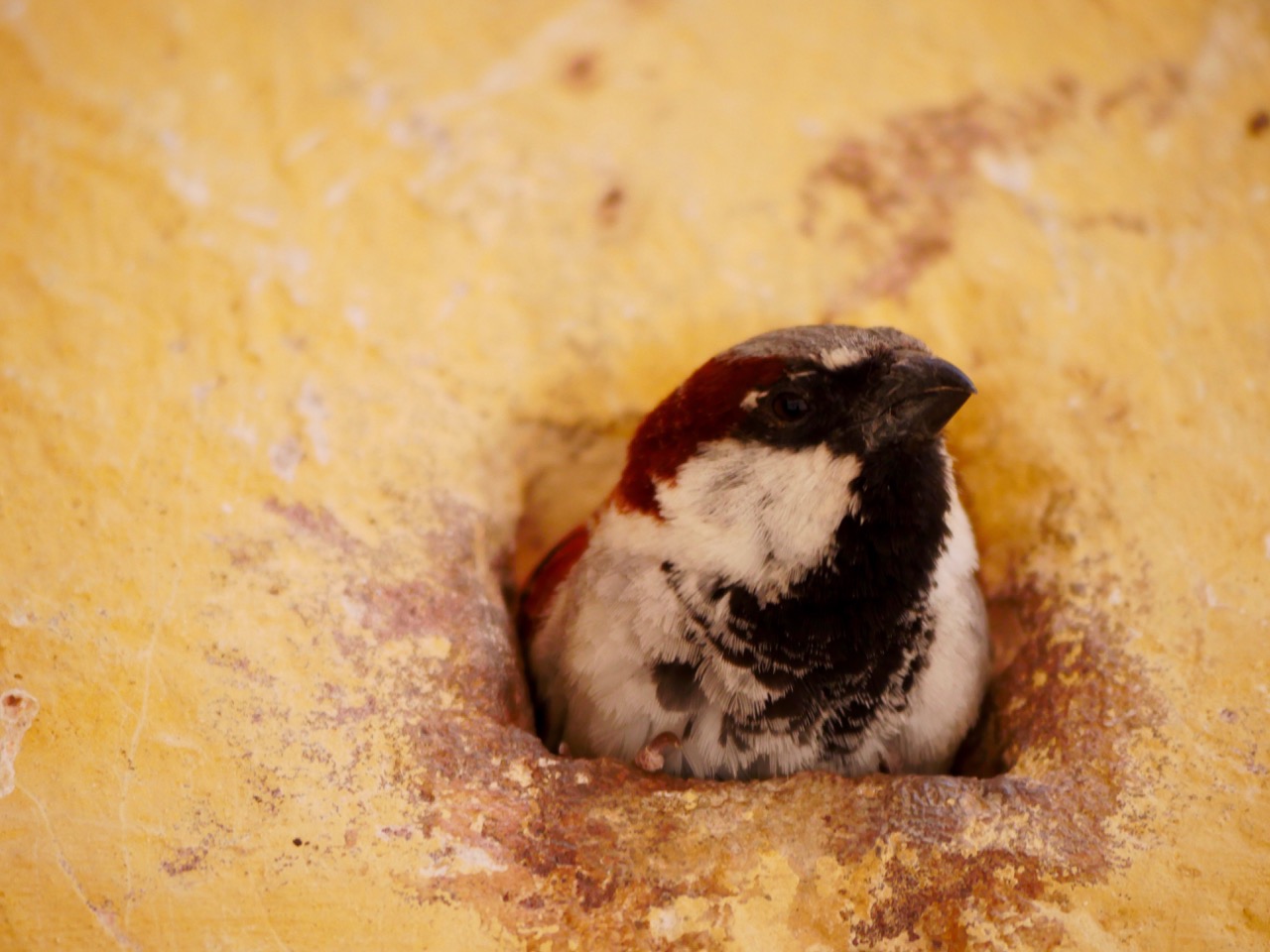 The Fogorellis Go Feral