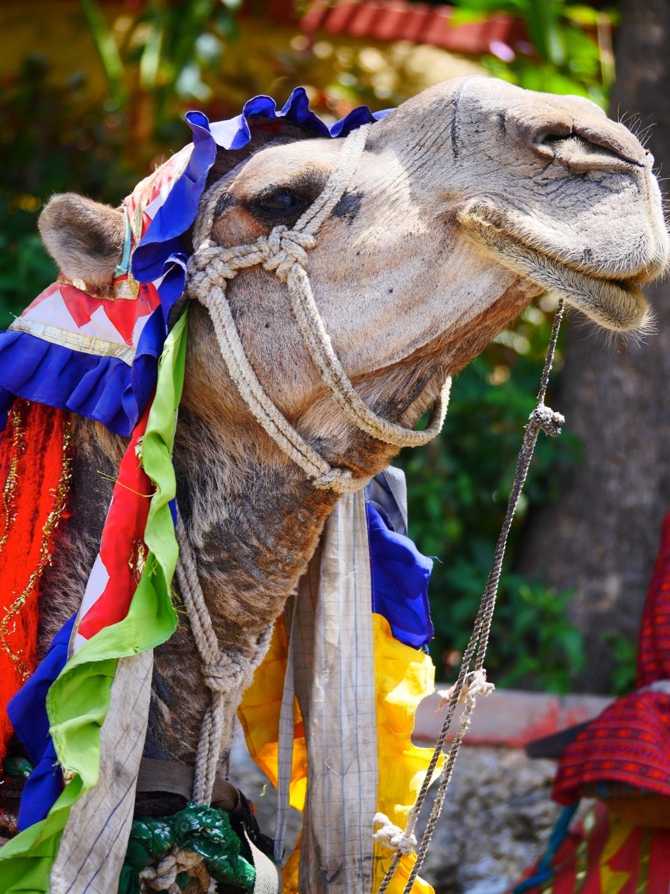 The Fogorellis Go Feral