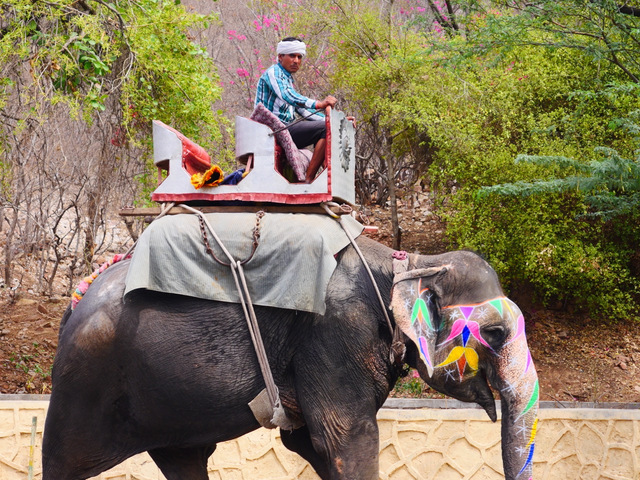 The Fogorellis Go Feral