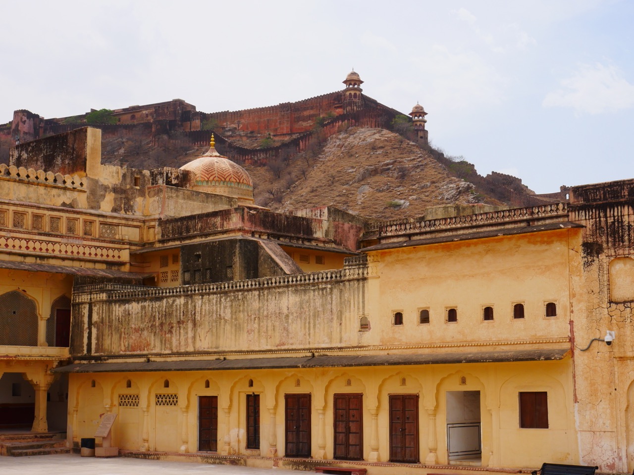 The Fogorellis Go Feral