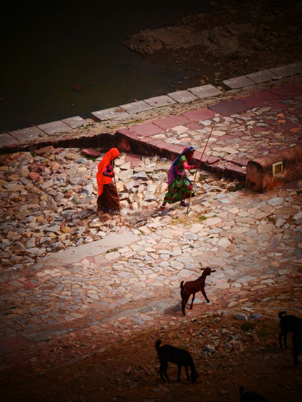 The Fogorellis Go Feral