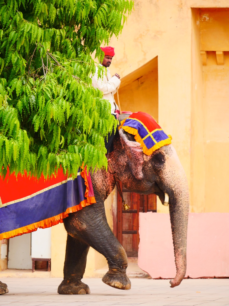 The Fogorellis Go Feral