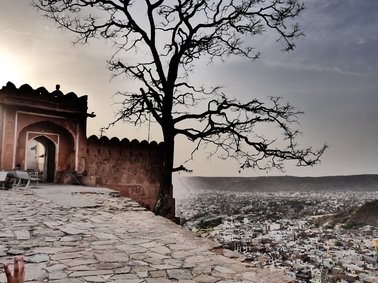 The Fogorellis Go Feral