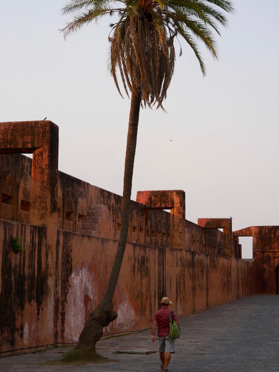 The Fogorellis Go Feral