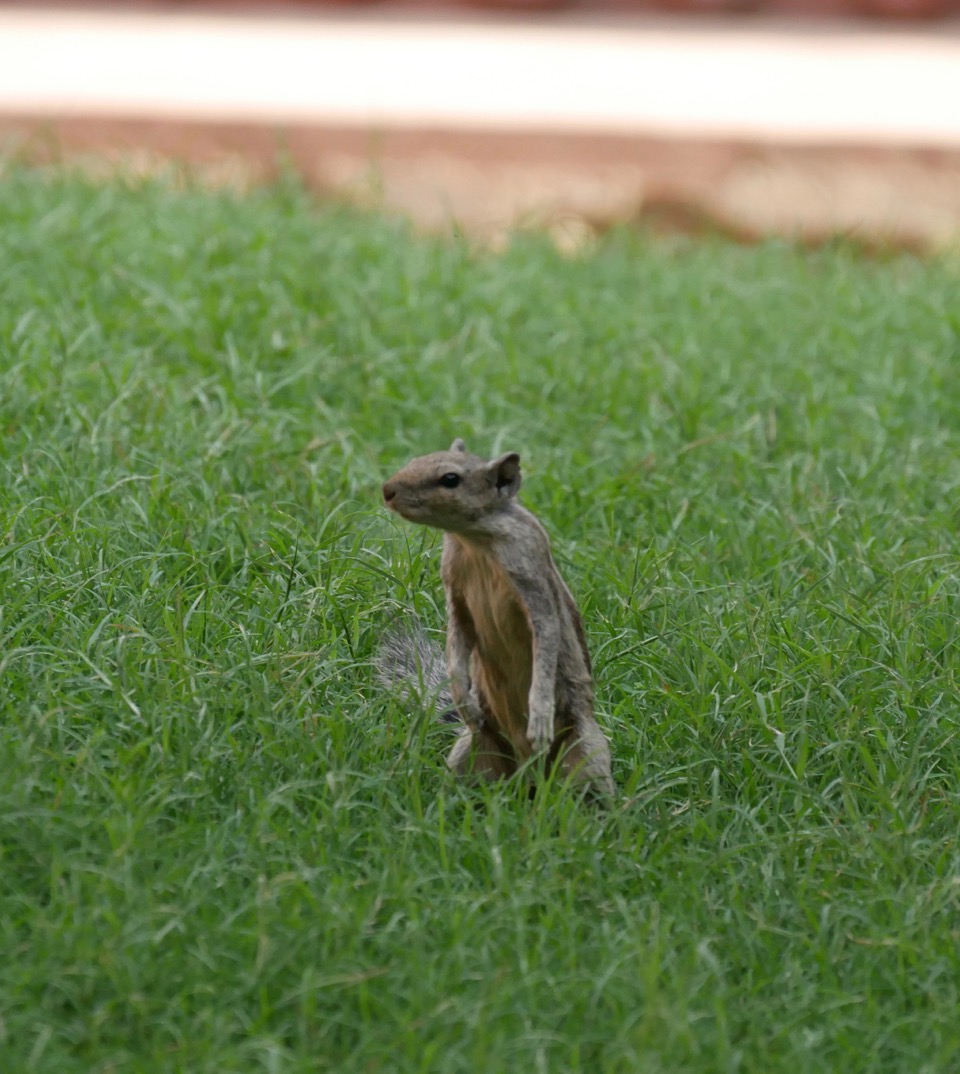 The Fogorellis Go Feral