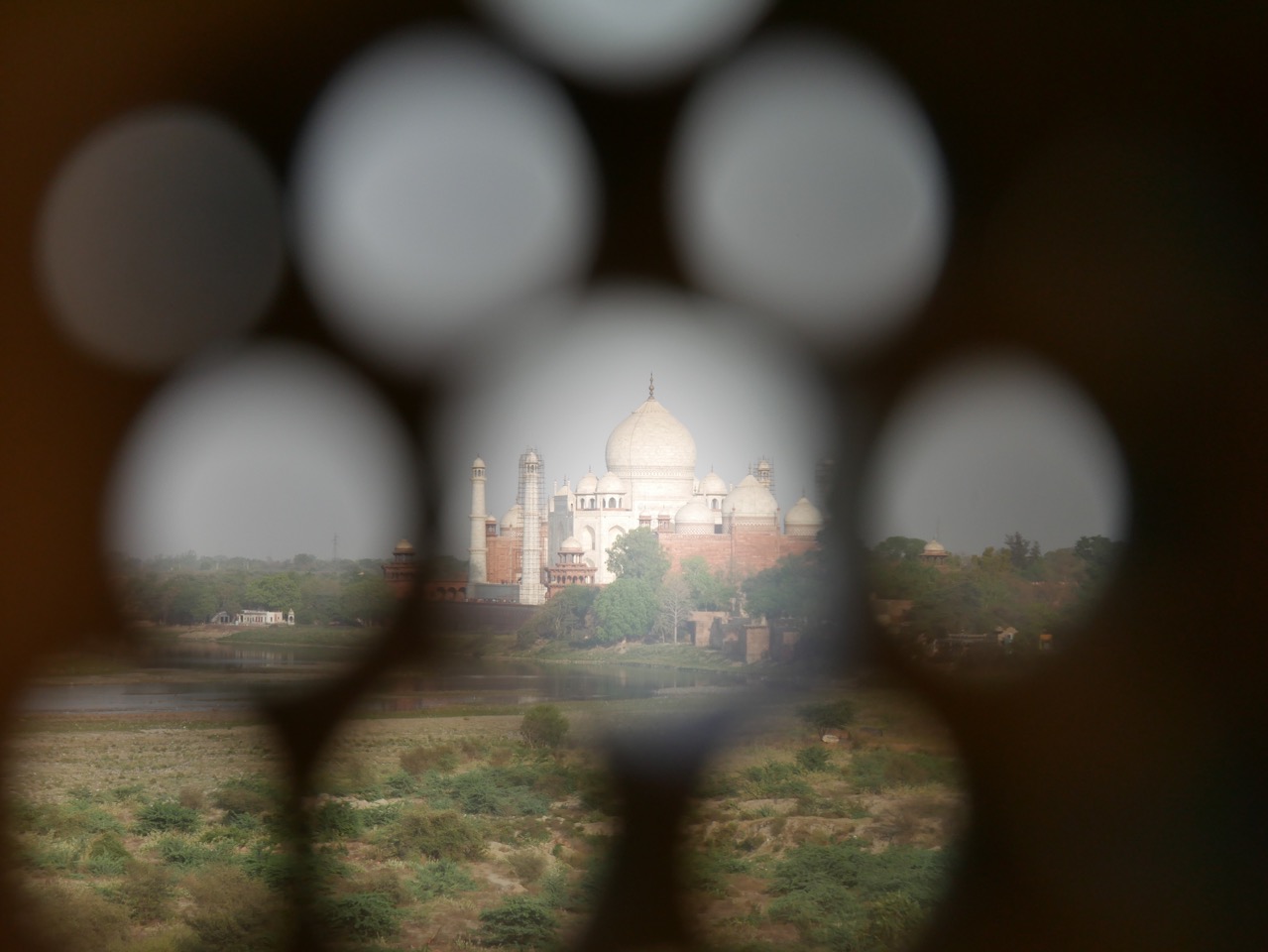 The Fogorellis Go Feral