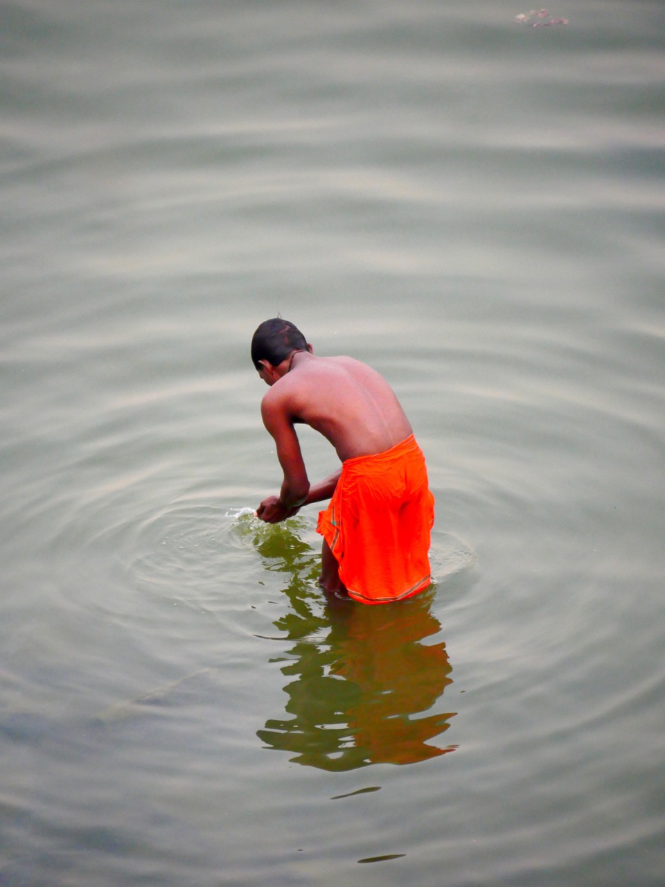 The Fogorellis Go Feral