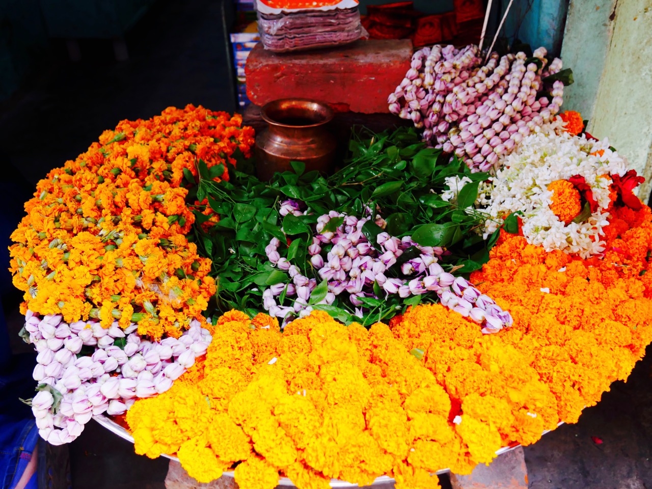 The Fogorellis Go Feral