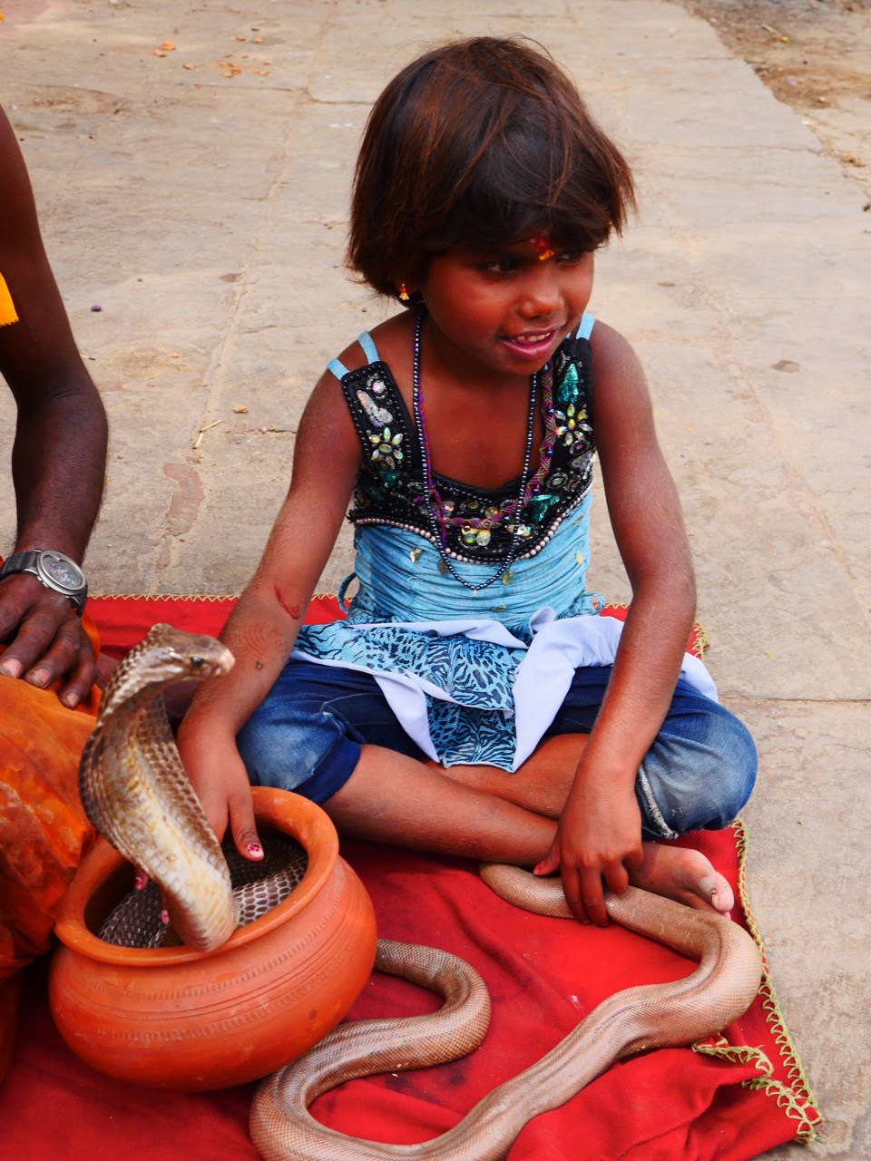 The Fogorellis Go Feral