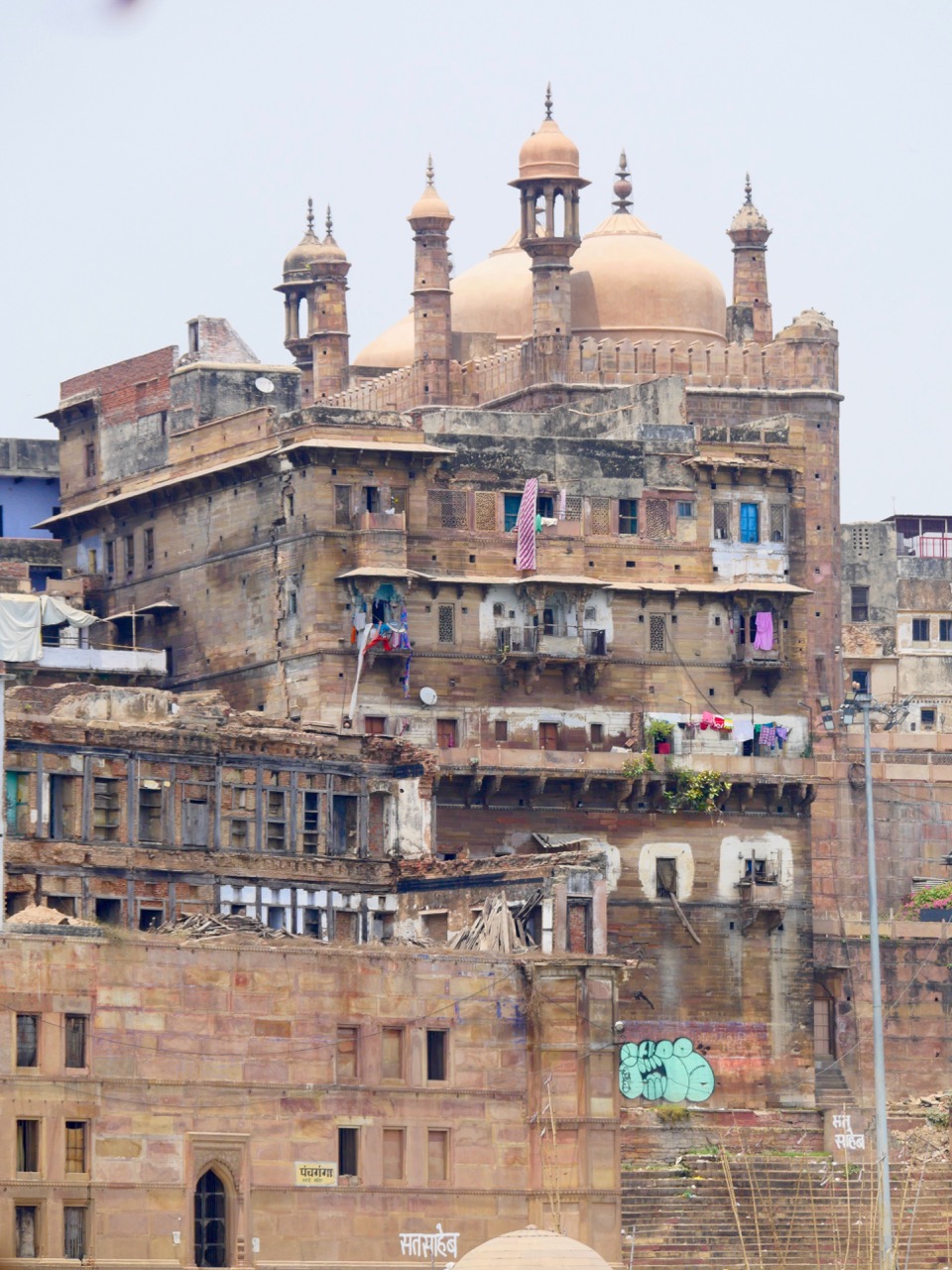 The Fogorellis Go Feral