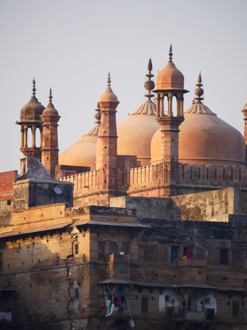 The Fogorellis Go Feral