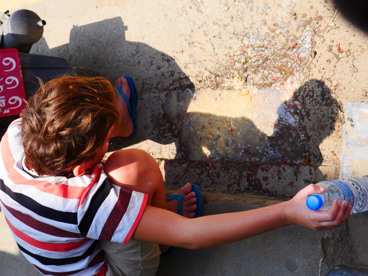 The Fogorellis Go Feral