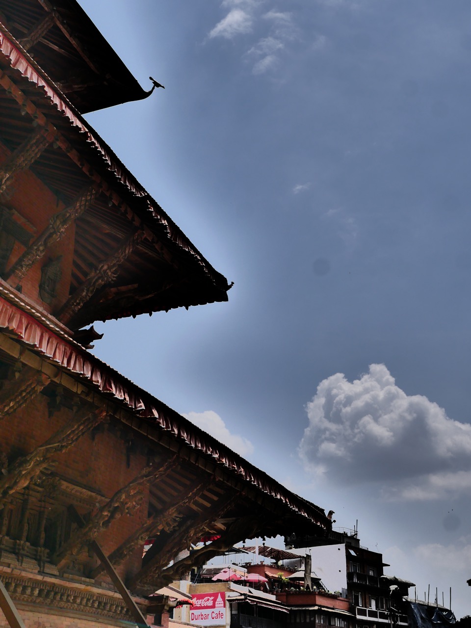 The Fogorellis Go Feral